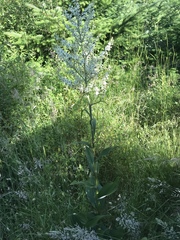 Veratrum californicum