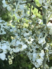 Veratrum californicum