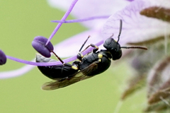 Hylaeus pictipes
