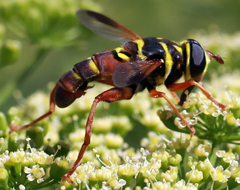 Meromacrus gloriosus