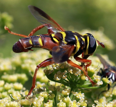 Meromacrus gloriosus