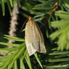 Aphelia viburnana
