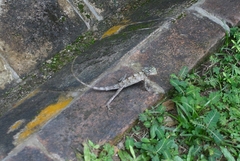 Calotes versicolor