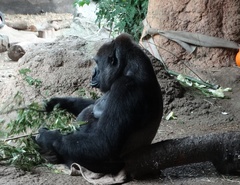 Gorilla gorilla