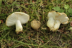 Russula insignis