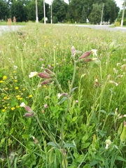 Silene latifolia