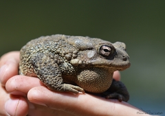 Sclerophrys mauritanica