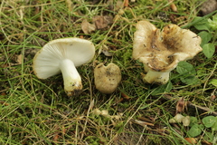 Russula insignis