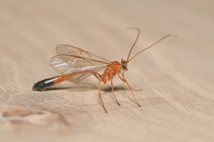 Enicospilus ramidulus