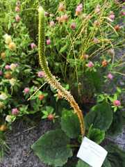 Plantago major