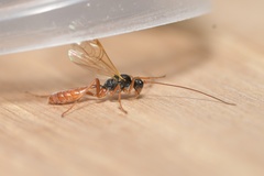 Perilissus lutescens