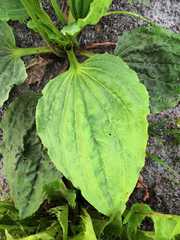 Plantago major