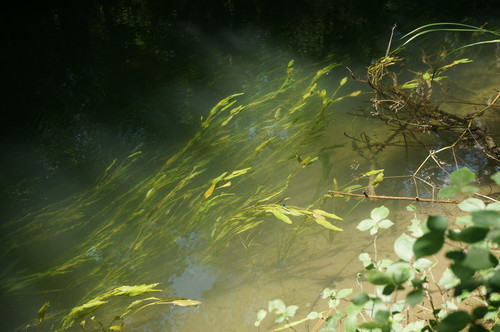 Longleaf Pondweed