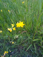 Lotus corniculatus