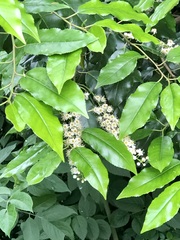 Prunus lusitanica