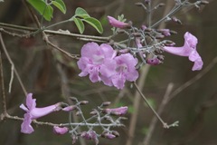 Tanaecium dichotomum