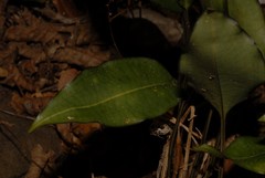 Oeceoclades lonchophylla image