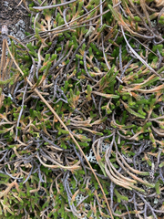 Selaginella wallacei