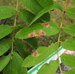 Stigmella sorbi