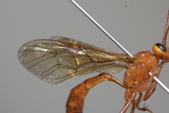 Ophion luteus