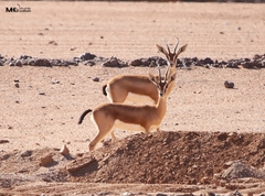 Gazella dorcas