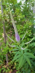 Veronicastrum