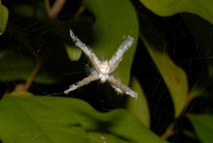 Argiope comorica