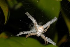 Argiope comorica