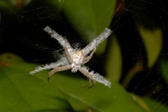 Argiope comorica