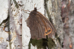 Erebia mancinus