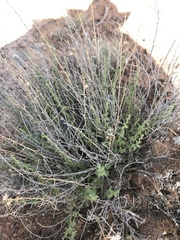 Brickellia microphylla