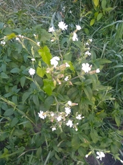 Silene latifolia