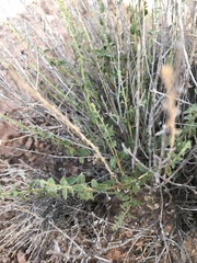 Brickellia microphylla