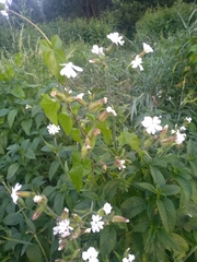 Silene latifolia