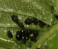 Myzus cerasi