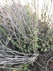 Brickellia microphylla
