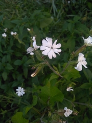 Silene latifolia