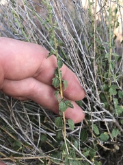 Brickellia microphylla