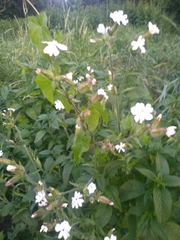 Silene latifolia