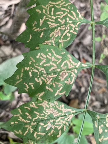 Trumpet Creeper Leafminer photo 4