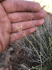 Brickellia microphylla