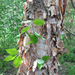 Betula nigra - Photo (c) Richard Candler,  זכויות יוצרים חלקיות (CC BY-NC), הועלה על ידי Richard Candler