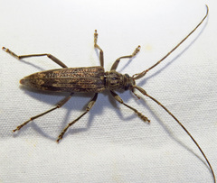Elytrimitatrix undata