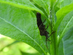 Piezogaster calcarator