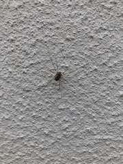 Megabunus diadema