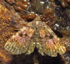 Metalectra quadrisignata