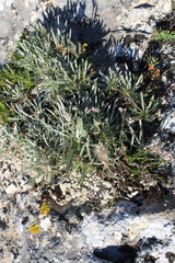 Convolvulus calvertii