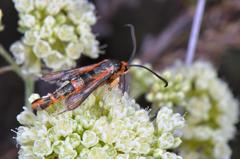 Synanthedon polygoni