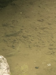 Salmo trutta