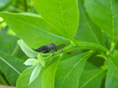 Piezogaster calcarator